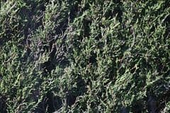 Leyland Cypress (Cupressocyparis leylandii)