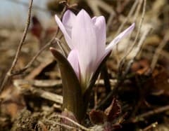 Autumn Crocus (Colchicum bulbocodium)