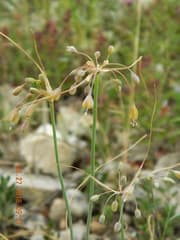 Yellow Garlic (Allium flavum)