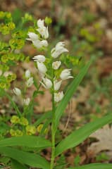 Maire's Cephalanthera (Cephalanthera mairei)