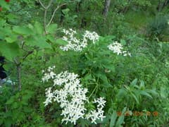 Ground Clematis (Clematis recta)