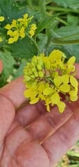 White Mustard (Brassica alba)