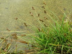 Alpine Sedge (Carex lachenalii)