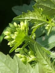 Banana plant (Bonannia)