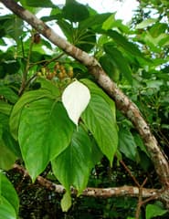 Red Flag Bush (Mussaenda raiateensis)