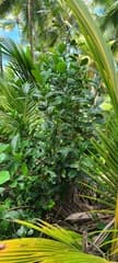Calabash Tree (Crescentia)