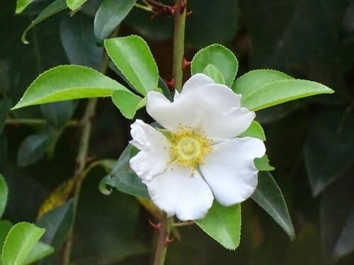 Cherokee Rose (Rosa laevigata)