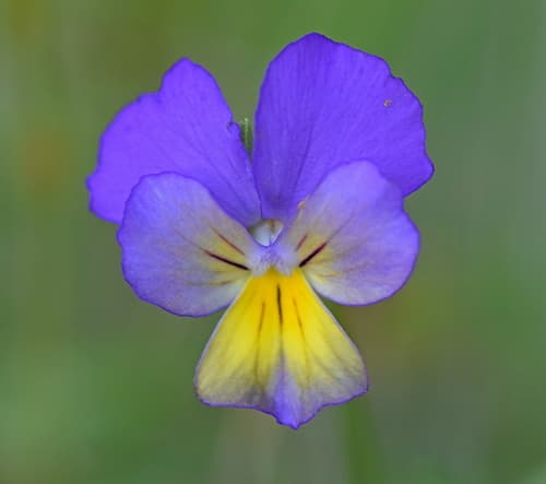 Pansy (Viola tricolor)