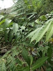 Dysoxylum gaudichaudianum (Dysoxylum gaudichaudianum)