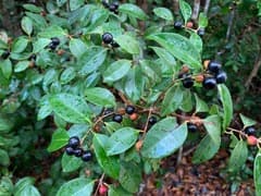 White Stopper (Eugenia axillaris)