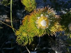 Bread Flower (Vallaris)