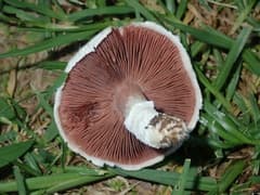 Meadow mushroom (Agaricus campestris)