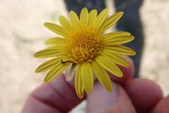 African Daisy (Arctotis arctotoides)