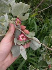 Indian Mallow (Abutilon abutilon)