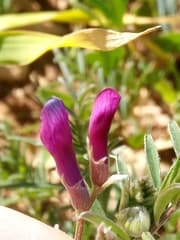 One-flowered Vetch (Vicia monantha)