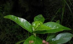 Fadyen's Silktassel (Garrya fadyenii)