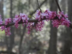 Judas tree (Siliquastrum)