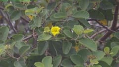 Yellow Cordia (Cordia lutea)