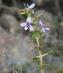Cuban Honeysuckle (Oplonia)
