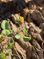 Abutilon (Abutilon fraseri)