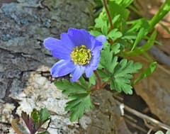 Grecian windflower (Anemonoides blanda)