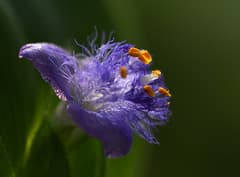 Crested Dewdrop (Cyanotis cristata)