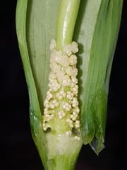Dragon arum (Dracontium)