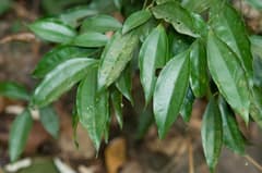 Laurel-leaf snailseed (Cocculus laurifolius)