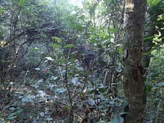 Cape Jasmine (Allocassine laurifolia)