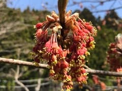 Devil Maple (Acer diabolicum)