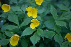 Japanese Celandine Poppy (Hylomecon japonica)