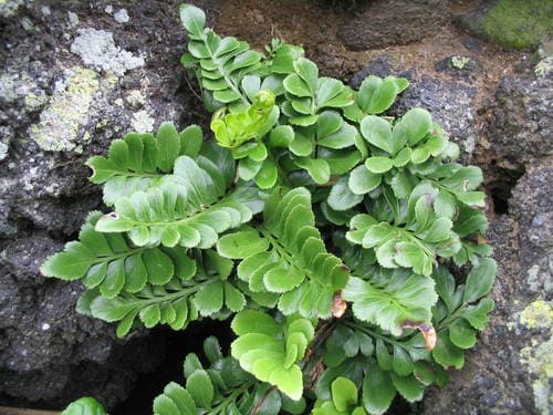 Asplenium decurrens (Asplenium decurrens)