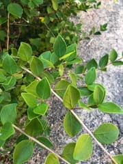 Waterhousea (Eugenia reinwardtiana)