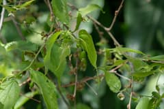 European Hackberry (Celtis australis)