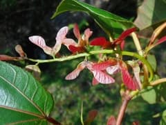 Sikkim Maple (Acer sikkimense)