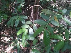 Guava (Guayaba)