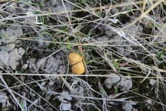 Common fieldcap (Agrocybe pediades)
