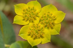Hare's ear (Bupleurum lancifolium)