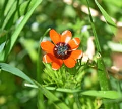 Small-fruited Adonis (Adonis microcarpa)