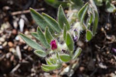 Deerweed (Acmispon)