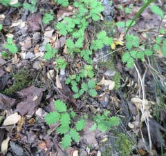 Bidibid (Acaena juvenca)