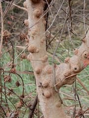 Anogeissus (Terminalia anogeissiana)