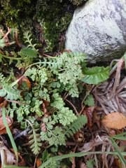 Delta maidenhair fern (Asplenium dareoides)