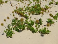 New Zealand burr (Acaena pallida)