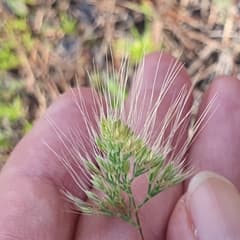 Elegant dog's tail (Cynosurus elegans)