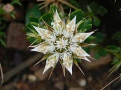 Wild Chrysanthemum (Dicoma)