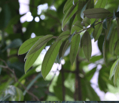 Graceful Chinkapin (Castanopsis concinna)