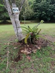 Aechmea setigera (Aechmea setigera)