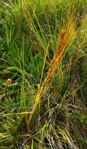 Mount Cook Speargrass (Aciphylla anomala)