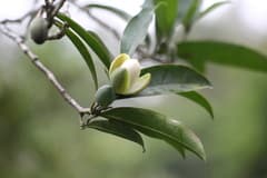 Champion's Magnolia (Magnolia championii)